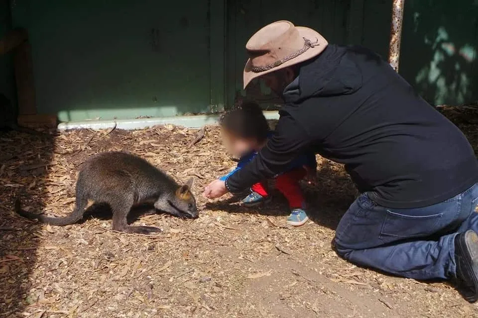 A dar de comer a um wallaby